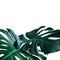 Real monstera leaves decorating for composition design.Tropical,botanical nature concepts