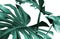 Real monstera leaves decorating for composition design.Tropical,botanical nature concepts