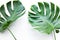 Real monstera leaves set on white background.Tropical,botanical