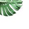 Real monstera leaves on white background.Tropical,botanical