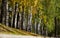 Real natural postcard: Birch alley on a magical autumn day.