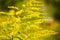 Real nature backround: goldenrod plant under sunshine