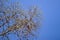 Real nature backround: larch branches on the blue clear sky, young shoots, spring