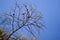 Real nature backround: larch branches on the blue clear sky, young shoots, spring