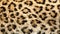 Real North Chinese Leopard Skin Background