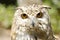 Real owl (bubo bubo)