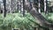 Real pagan altar in the forest with idols in summer light.