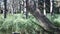 Real pagan altar in the forest with idols in summer light.