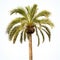 Real Palm Tree With Leaves Isolated On White Background