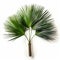 Real Palm Tree On White Background: Symmetrical Asymmetry In Natural Fiber Style