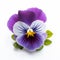 Real Pansy Flower Spiritual Symbolism In Silver And Purple