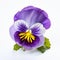 Real Pansy: Purple And Yellow Symbolic Still Life On White Background