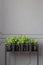 Real photo of plants on a metal stand against dark, empty wall w