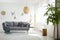 Real photo of a rattan lamp above a gray sofa in boho living room interior with white walls and a tree