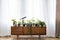 Real photo of a wooden cupboard with plants, pot and telescope s