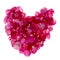 Real pink rose heart shape on white background