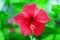 Real pretty scarlet hibiscus flower