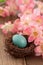 Real Robins Egg with Pink Spring Flowers