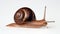 Real snail isolated