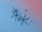 Real snowflakes glittering on smooth gradient background