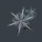 Real snowflakes isolated on uniform cyan background