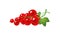 A real sprig with redcurrant berries. Large, fresh red berries. Harvest of the summer harvest. Healthy food with