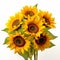 Real Sunflower Bouquet In White Vase - High Resolution Softbox Lighting