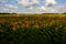 Real Sunflowers field on cloudy sky along the the way of Saint Jacques du Puy, France