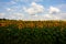 Real Sunflowers field on cloudy sky along the the way of Saint Jacques du Puy, France