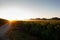 Real Sunflowers field at sunrise along the way of Saint Jacques du Puy, France