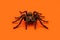 Real tarantula spider on orange background. Creepy Halloween concept with blank space for text