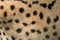 Real texture of serval cat fur