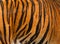 Real Tiger Fur Texture Striped Pattern Background