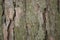 Real tree old wooden texture. Wood background with green moss and mold. Natural forest rustic photo. Vertical ecological pine bark