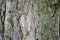 Real tree old wooden texture. Wood background with green moss and mold. Natural forest rustic photo. Vertical ecological pine bark