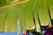 Real tropical leaves background, jungle foliage. Closeup, macro of Traveler`s Palm, Ravenala Fan Palm leaf against blue sky backgr