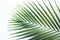 Real tropical leaves backgrounds on white.Botanical nature concept