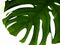 Real tropical leaves splitleaf philodendron, monstera on white backgrounds. Botanical nature concepts.flat lay design. Green leaf