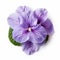 Real Violet Flowers On White Background: A Stunning Display Of Natural Symbolism