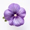 Real Violet Pansy Flower On White Background - David Burdeny Style