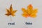 Real vs fake concept, real autumn maple leaf vs plastic replica