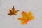 Real vs fake concept, real autumn maple leaf vs plastic replica