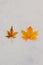 Real vs fake concept, real autumn maple leaf vs plastic replica