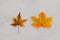 Real vs fake concept, real autumn maple leaf vs plastic replica