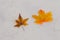 Real vs fake concept, real autumn maple leaf vs plastic replica