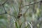 Real warblers perched atop a patch of grass in a peaceful outdoor setting