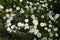 A real warm summer. Lawn. White beautiful flowers - common daisy. A carpet of plants and charm