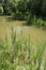 A real warm summer. Pond and cattail. Swamp plants near the water.