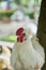 Real White Farming Poultry Chicken, close up hen is walking