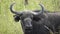 Real Wild African Buffalo in Africa Savanna